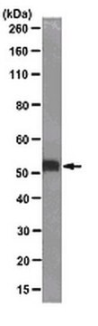 Anti-c-Myc Antibody, clone 9E10 clone 9E10, from mouse