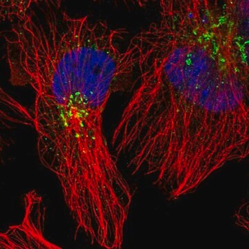 Anti-ACSL4 antibody produced in rabbit Prestige Antibodies&#174; Powered by Atlas Antibodies, affinity isolated antibody