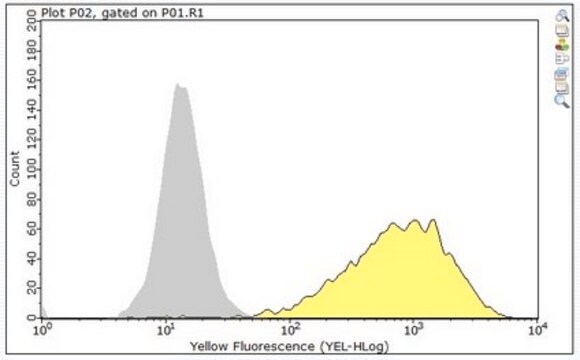 Anti-TIM-1 Antibody, clone 3B3 clone 3B3, from rat