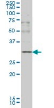 Monoclonal Anti-CD40LG antibody produced in mouse clone 2E2, purified immunoglobulin, buffered aqueous solution