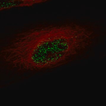 Monoclonal Anti-Zeb2 Antibody Produced In Mouse Prestige Antibodies&#174; Powered by Atlas Antibodies, clone CL13467, affinity isolated antibody, buffered aqueous glycerol solution