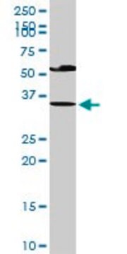 Anti-EDA2R antibody produced in rabbit purified immunoglobulin, buffered aqueous solution