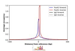 Anti-FOXA1 antibody produced in rabbit Prestige Antibodies&#174; Powered by Atlas Antibodies, affinity isolated antibody, buffered aqueous glycerol solution