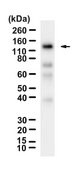 Anti-B-Raf Antibody, clone 2D3 ZooMAb&#174; Rabbit Monoclonal recombinant, expressed in HEK 293 cells