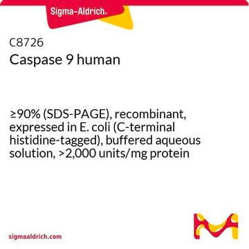 Caspase 9 human &#8805;90% (SDS-PAGE), recombinant, expressed in E. coli (C-terminal histidine-tagged), buffered aqueous solution, &gt;2,000&#160;units/mg protein