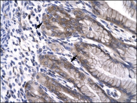 Anti-NPAS1 antibody produced in rabbit affinity isolated antibody