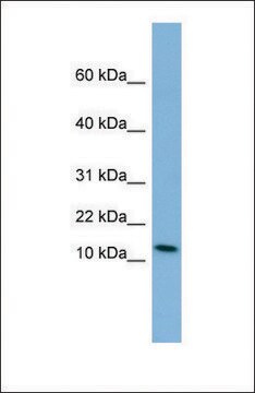 Anti-PYY antibody produced in rabbit affinity isolated antibody