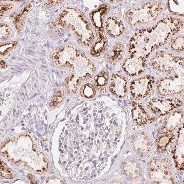 Anti-SCPEP1 antibody produced in rabbit Prestige Antibodies&#174; Powered by Atlas Antibodies, affinity isolated antibody, buffered aqueous glycerol solution