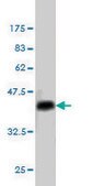 Monoclonal Anti-STAT1 antibody produced in mouse clone 1A8, purified immunoglobulin, buffered aqueous solution