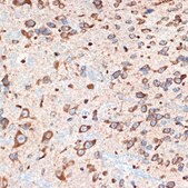 Anti-ADORA1 antibody produced in rabbit