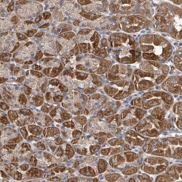 Anti-HRASLS antibody produced in rabbit Prestige Antibodies&#174; Powered by Atlas Antibodies, affinity isolated antibody, buffered aqueous glycerol solution