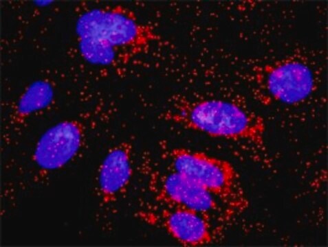 Monoclonal Anti-CASP10 antibody produced in mouse clone 1D8, purified immunoglobulin, buffered aqueous solution