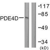 Anti-PDE4D antibody produced in rabbit affinity isolated antibody