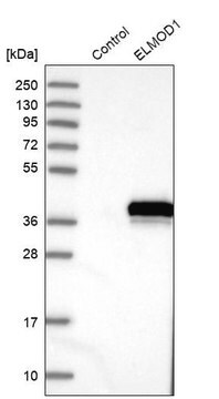 Anti-ELMOD1 antibody produced in rabbit Prestige Antibodies&#174; Powered by Atlas Antibodies, affinity isolated antibody, buffered aqueous glycerol solution