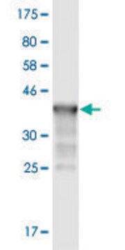 Monoclonal Anti-IL17B antibody produced in mouse clone 1G6, purified immunoglobulin, buffered aqueous solution