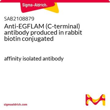 Anti-EGFLAM (C-terminal) antibody produced in rabbit biotin conjugated affinity isolated antibody