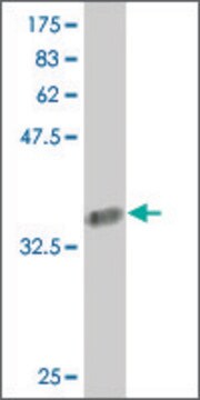 Monoclonal Anti-COL24A1 antibody produced in mouse clone 1D8, purified immunoglobulin, buffered aqueous solution