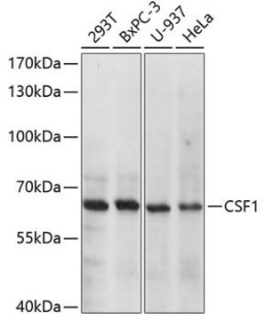 Anti-CSF1 antibody produced in rabbit