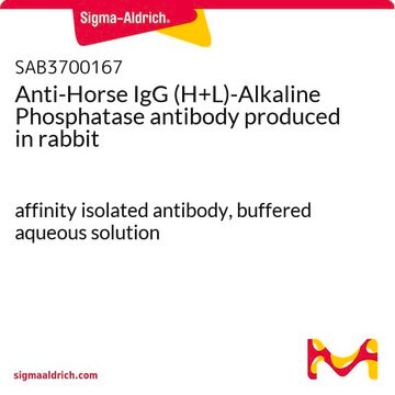 Anti-Horse IgG (H+L)-Alkaline Phosphatase antibody produced in rabbit affinity isolated antibody, buffered aqueous solution