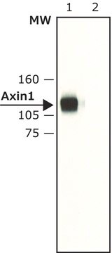 Anti-Axin1 (C-terminal) antibody produced in rabbit 1.5&#160;mg/mL, affinity isolated antibody