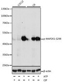 Anti-Phospho-MAP2K1-S298 antibody produced in rabbit