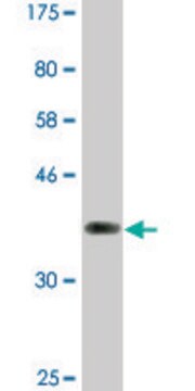 Monoclonal Anti-NFATC2, (C-terminal) antibody produced in mouse clone 2A4, ascites fluid