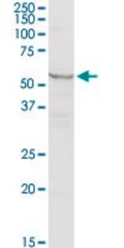 Anti-MARS2 antibody produced in rabbit purified immunoglobulin, buffered aqueous solution