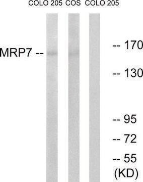 Anti-MRP7 antibody produced in rabbit affinity isolated antibody
