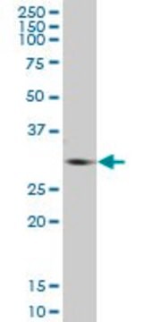 Anti-GNMT antibody produced in mouse IgG fraction of antiserum, buffered aqueous solution