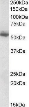 Anti-CPNE1 (C-terminal) antibody produced in goat affinity isolated antibody, buffered aqueous solution