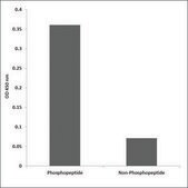 Anti-phospho-AML1 (pSer303) antibody produced in rabbit affinity isolated antibody