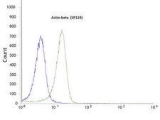 Anti-beta-Actin antibody, Rabbit monoclonal clone SP124, recombinant, expressed in proprietary host, affinity isolated antibody