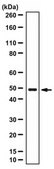 Anti-Corticotropin-Releasing Factor Receptor 2 Antibody 1.0&#160;mg/mL, from rabbit