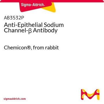 Anti-Epithelial Sodium Channel-&#946; Antibody Chemicon&#174;, from rabbit