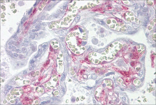 Anti-LGALS1 antibody produced in rabbit affinity isolated antibody