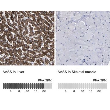 Anti-AASS antibody produced in rabbit Prestige Antibodies&#174; Powered by Atlas Antibodies, affinity isolated antibody, buffered aqueous glycerol solution, Ab1