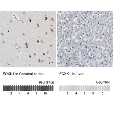 Anti-FOXK1 antibody produced in rabbit Prestige Antibodies&#174; Powered by Atlas Antibodies, affinity isolated antibody, buffered aqueous glycerol solution