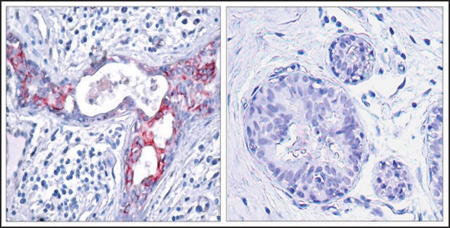 Anti-phospho-GSK3B (pSer9) antibody produced in rabbit affinity isolated antibody