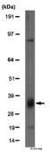Anti-Cyclin D Antibody from rabbit, purified by affinity chromatography