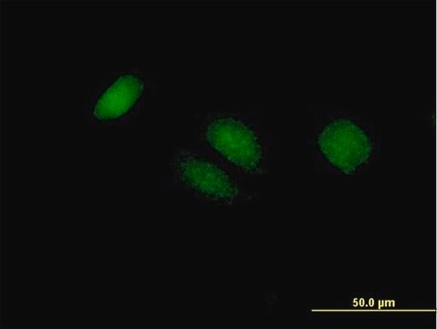 Anti-BTG4 antibody produced in mouse purified immunoglobulin, buffered aqueous solution