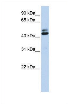 Anti-A2BP1 (ab1) antibody produced in rabbit affinity isolated antibody