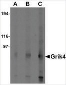 Anti-Grik4 (ab1) antibody produced in rabbit affinity isolated antibody, buffered aqueous solution