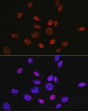 Anti-HDAC9 Antibody, clone 3L5E5, Rabbit Monoclonal