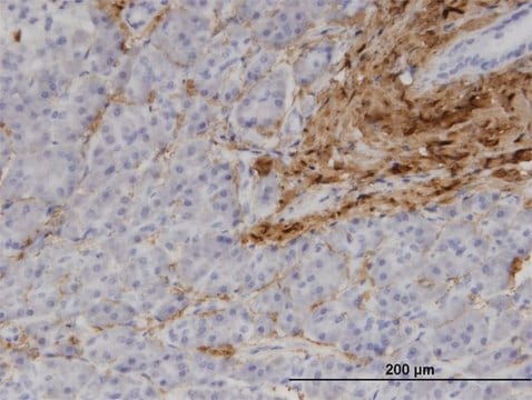 Monoclonal Anti-COL1A1 antibody produced in mouse clone 3G3, purified immunoglobulin, buffered aqueous solution