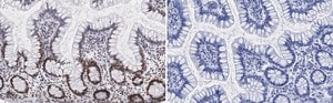 Anti-Nucleolin Antibody, clone 5D13 ZooMAb&#174; Rabbit Monoclonal recombinant, expressed in HEK 293 cells