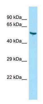 Anti-Vtn antibody produced in rabbit affinity isolated antibody