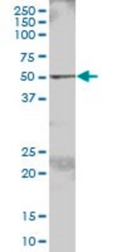 Anti-FGR antibody produced in mouse purified immunoglobulin, buffered aqueous solution