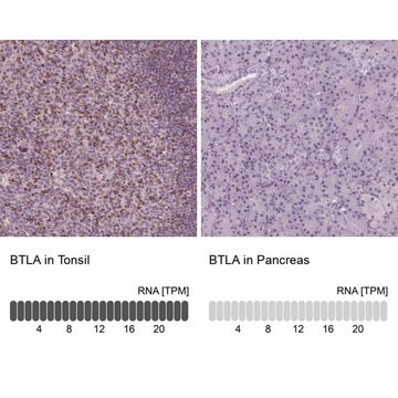 Anti-BTLA antibody produced in rabbit Prestige Antibodies&#174; Powered by Atlas Antibodies, affinity isolated antibody, buffered aqueous glycerol solution