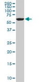 Monoclonal Anti-FAAH antibody produced in mouse clone 4H8, purified immunoglobulin, buffered aqueous solution