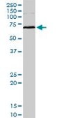 Monoclonal Anti-MAPKAPK2 antibody produced in mouse clone 3B8, purified immunoglobulin, buffered aqueous solution